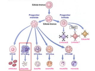 Célula tronco
Progenitor
mielóide
Progenitor
linfóide
Célula tronco
LinfócitoB LinfócitoT
Célula NK
CFU-E CFU-Meg CFU-Bas CFU-Eos CFU-GM
eritrócitos plaquetas basófilo eosinófilo neutrófilo monócito
 