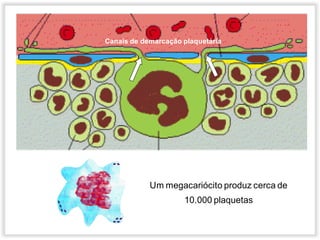 Um megacariócito produz cerca de
10.000 plaquetas
Canais de demarcação plaquetária
 