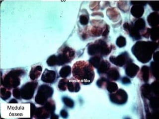 eosinófilo
Medula
óssea
 