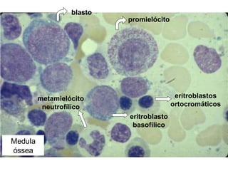 promielócito
eritroblasto
basofílico
eritroblastos
ortocromáticos
metamielócito
neutrofílico
Medula
óssea
blasto
 