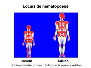Locais de hematopoese
Jovem Adulto
(praticamente todos os ossos) (esterno, bacia, costelas e vértebras)
 