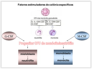 G-CSF
mieloblasto
neutrófilo
monoblasto
monócito
CFU de monócito-granulócito
neutrófilo monócito
M-CSF
Fatores estimuladores de colônia específicos
 