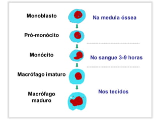 Monoblasto
Pró-monócito
Monócito
Macrófago imaturo
Macrófago
maduro
Na medula óssea
No sangue 3-9 horas
Nos tecidos
 