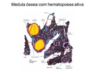 Medula óssea com hematopoese ativa
 