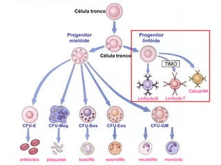 Célula tronco
Progenitor
mielóide
Progenitor
linfóide
Célula tronco
LinfócitoB LinfócitoT
Célula NK
CFU-E CFU-Meg CFU-Bas CFU-Eos CFU-GM
eritrócitos plaquetas basófilo eosinófilo neutrófilo monócito
 