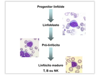 Progenitor linfóide
Linfoblasto
Pró-linfócito
Linfócito maduro
T, B ou NK
 