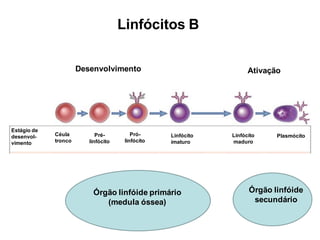 Estágio de
desenvol-
vimento
Céula
tronco
Pró-
linfócito
Pré-
linfócito
Linfócito
imaturo
Linfócito
maduro
Plasmócito
Linfócitos B
Órgão linfóide primário
(medula óssea)
Órgão linfóide
secundário
Desenvolvimento Ativação
 