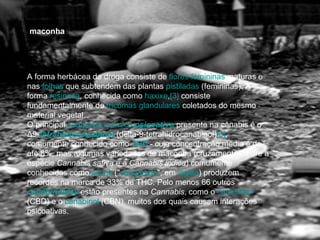 maconha A forma herbácea da droga consiste de  flores   femininas  maturas e nas  folhas  que subtendem das plantas  pistiladas  (femininas). A forma  resinosa , conhecida como  haxixe , [3]  consiste fundamentalmente de  tricomas   glandulares  coletados do mesmo material vegetal. O principal  composto químico   psicoativo  presente na cânabis é o Δ9- tetrahidrocanabinol  (delta-9-tetrahidrocanabinol) [3] , comumente conhecido como  THC  - cuja concentração média é de até 8%, mas algumas variedades de maconha (cruzamentos entre a espécie  Cannabis sativa  e a  Cannabis indica ) comumente conhecidas como  skunk  (" cangambá ", em  inglês ) produzem recordes na marca de 33% de THC. Pelo menos 66 outros  canabinóides  estão presentes na  Cannabis , como o  canabidiol  (CBD) e o  canabinol  (CBN), muitos dos quais causam interações psicoativas. 