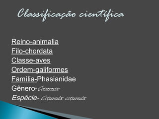 Reino-animalia
Filo-chordata
Classe-aves
Ordem-galiformes
Família-Phasianidae
Gênero-Coturnix
Espécie- Coturnix coturnix
 