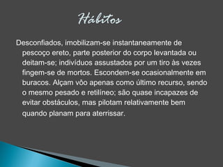 Desconfiados, imobilizam-se instantaneamente de
pescoço ereto, parte posterior do corpo levantada ou
deitam-se; indivíduos assustados por um tiro às vezes
fingem-se de mortos. Escondem-se ocasionalmente em
buracos. Alçam vôo apenas como último recurso, sendo
o mesmo pesado e retilíneo; são quase incapazes de
evitar obstáculos, mas pilotam relativamente bem
quando planam para aterrissar.  
 
