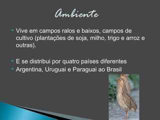  Vive em campos ralos e baixos, campos de
cultivo (plantações de soja, milho, trigo e arroz e
outras).
 E se distribui por quatro países diferentes
 Argentina, Uruguai e Paraguai ao Brasil
 