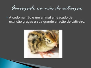  A codorna não e um animal ameaçado de
extinção graças a sua grande criação de cativeiro.
 