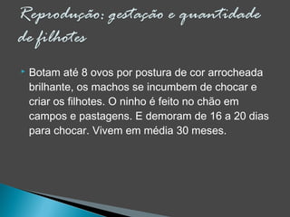  Botam até 8 ovos por postura de cor arrocheada
brilhante, os machos se incumbem de chocar e
criar os filhotes. O ninho é feito no chão em
campos e pastagens. E demoram de 16 a 20 dias
para chocar. Vivem em média 30 meses.
 