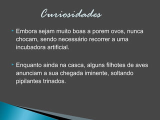  Embora sejam muito boas a porem ovos, nunca
chocam, sendo necessário recorrer a uma
incubadora artificial.
 Enquanto ainda na casca, alguns filhotes de aves
anunciam a sua chegada iminente, soltando
pipilantes trinados.
 