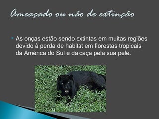  As onças estão sendo extintas em muitas regiões
devido à perda de habitat em florestas tropicais
da América do Sul e da caça pela sua pele.
 