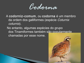 A codorniz-comum, ou codorna é um membro
da ordem dos galliformes (espécie Coturnix
coturnix).
 No entanto, algumas espécies do grupo
dos Tinamiformes também são popularmente
chamadas por esse nome.
 