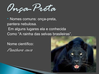  Nomes comuns: onça-preta,
pantera nebulosa.
Em alguns lugares ela e conhecida
Como “A rainha das selvas brasileiras”.
Nome científico:
Panthera onca
 