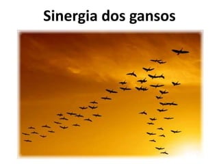 Sinergia dos gansos
 