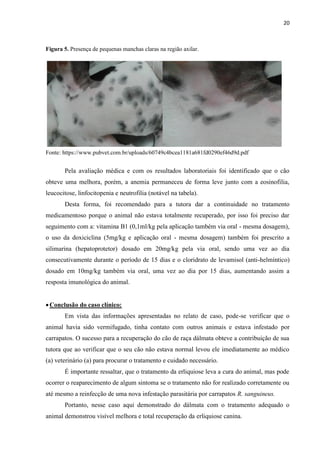 20
Figura 5. Presença de pequenas manchas claras na região axilar.
Fonte: https://www.pubvet.com.br/uploads/60749c4bcea1181a681fd0290ef46d9d.pdf
Pela avaliação médica e com os resultados laboratoriais foi identificado que o cão
obteve uma melhora, porém, a anemia permaneceu de forma leve junto com a eosinofilia,
leucocitose, linfocitopenia e neutrofilia (notável na tabela).
Desta forma, foi recomendado para a tutora dar a continuidade no tratamento
medicamentoso porque o animal não estava totalmente recuperado, por isso foi preciso dar
seguimento com a: vitamina B1 (0,1ml/kg pela aplicação também via oral - mesma dosagem),
o uso da doxiciclina (5mg/kg e aplicação oral - mesma dosagem) também foi prescrito a
silimarina (hepatoprotetor) dosado em 20mg/kg pela via oral, sendo uma vez ao dia
consecutivamente durante o período de 15 dias e o cloridrato de levamisol (anti-helmíntico)
dosado em 10mg/kg também via oral, uma vez ao dia por 15 dias, aumentando assim a
resposta imunológica do animal.
Conclusão do caso clínico:
Em vista das informações apresentadas no relato de caso, pode-se verificar que o
animal havia sido vermifugado, tinha contato com outros animais e estava infestado por
carrapatos. O sucesso para a recuperação do cão de raça dálmata obteve a contribuição de sua
tutora que ao verificar que o seu cão não estava normal levou ele imediatamente ao médico
(a) veterinário (a) para procurar o tratamento e cuidado necessário.
É importante ressaltar, que o tratamento da erliquiose leva a cura do animal, mas pode
ocorrer o reaparecimento de algum sintoma se o tratamento não for realizado corretamente ou
até mesmo a reinfecção de uma nova infestação parasitária por carrapatos R. sanguineus.
Portanto, nesse caso aqui demonstrado do dálmata com o tratamento adequado o
animal demonstrou visível melhora e total recuperação da erliquiose canina.
 