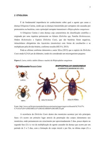 7
2 ETIOLOGIA
É de fundamental importância ter conhecimento sobre qual o agente que causa a
doença Erliquiose Canina, sendo que as doenças transmitidas por carrapatos são causadas por
protozoários ou bactérias, com o principal carrapato transmissor o Rhipicephalus sanguineus.
A Erliquiose Canina é uma doença cuja característica de classificação científica e
originada por uma riquétsia pertencente ao Gênero Ehrlichia spp, Família Rickttsiaceae,
Ordem Rickettsiales e Espécie Ehrlichia Canis, que são bactérias Gram negativas,
intracelulares obrigatórias dos leucócitos (monócitos) com forma de cocobacilos e se
multiplicam pela divisão binária, conforme ressalta (SILVA, 2015).
Pode-se afirmar conforme demonstra o autor Silva (2015) que a espécie da Ehrlichia
Canis mede 0,2-0,4 μm de diâmetro, sendo ele considerado um microrganismo pequeno.
Figura 1. Larva, ninfa e adulto (fêmea e macho) do Rhipicephalus sanguineus
Fonte: http://www.uel.br/pos/mestradoclinicasveterinarias/pages/arquivos/disserta%C3%A7%
C3%A3o%20-%20IZABELLE%20GALIARDO%20GARCIA.pdf
A ocorrência da Ehrlichia Canis dentro dos monócitos acontece por três principais
fases: (1) ocorre em primeiro lugar através da penetração dos corpos elementares nos
monócitos, onde permanecem em crescimento por aproximadamente 2 dias, pouco depois na
segunda fase (2) é a vez da multiplicação do agente causador da doença que ocorre por um
período de 3 a 5 dias, com a formação do corpo inicial e por fim, na última etapa (3) a
 