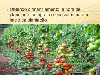  Obtendo o financiamento, é hora de
planejar e comprar o necessário para o
início da plantação.
 