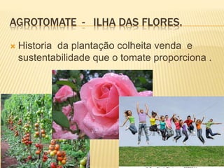 AGROTOMATE - ILHA DAS FLORES.
 Historia da plantação colheita venda e
sustentabilidade que o tomate proporciona .
 