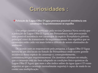 Curiosidades :Poluição da Lagoa Olho D’agua provoca possível resistência em caramujos: Esquistossomose se espalha		Um artigo científico publicado pela revista Química Nova revela que a poluição da Lagoa Olho D’Água, em Pernambuco, está provocando uma possível resistência nos caramujos da espécie Biomphalariaglabrata, principal vetor de transmissão da esquistossomose. Isso significa que os caramujos estão cada vez mais fortes e difíceis de serem eliminados do ambiente.		De acordo com os responsáveis pela pesquisa, a Lagoa Olho D’Água tornou-se um dos locais no Estado de Pernambuco onde ocorre grande incidência dessa espécie de caramujo e, conseqüentemente, contaminações por esquistossomose. Os cientistas afirmam no estudo, que o caramujo está tão bem adaptado as condições físico-químicas da Lagoa Olho D’Água, que nem o alto índice salino da água (que é 15 vezes superior ao que o caramujo normalmente suporta) é capaz de matá-lo ou conter sua multiplicação.