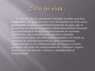 Ciclo de vida :O ciclo de vida do schistosomaé dividido em dois: uma fase temporáriae. Na primeira fase, o ovo se encontra nas fezes outrapermanente da pessoa contaminada presente na água, que se transforma em uma larva aquática ciliada denominada miracídio, que posteriormente se aloja temporariamente no caramujo planorbídeo, até se modificar em uma larva chamada cercaria.Depois disso, ela pode nadar livremente e se instala na epiderme do indíviduo presente na água contaminada, transformando- se em schistosumulas, até chegar à corrente sanguínea por onde são transportadas até o intestino e fígado, fixando-se aí por meio de ventosas, e reproduzindo-se sexuadamente.