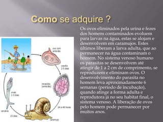 Como se adquire ?Os ovos eliminados pela urina e fezes dos homens contaminados evoluem para larvas na água, estas se alojam e desenvolvem em caramujos. Estes últimos liberam a larva adulta, que ao permanecer na água contaminam o homem. No sistema venoso humano os parasitas se desenvolvem até atingir de 1 a 2 cm de comprimento, se reproduzem e eliminam ovos. O desenvolvimento do parasita no homem leva aproximadamente 6 semanas (período de incubação), quando atinge a forma adulta e reprodutora já no seu habitat final, o sistema venoso. A liberação de ovos pelo homem pode permanecer por muitos anos.