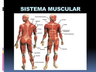 SISTEMA MUSCULAR

 