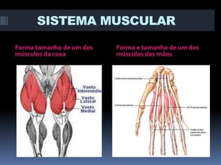 SISTEMA MUSCULAR
Forma tamanho de um dos
músculos da coxa

Forma e tamanho de um dos
músculos das mãos

 
