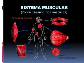 SISTEMA MUSCULAR
(Forma tamanho dos músculos)

 