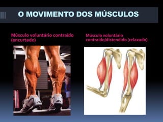 O MOVIMENTO DOS MÚSCULOS
Músculo voluntário contraído
(encurtado)

Músculo voluntário
contraído/distendido (relaxado)

 