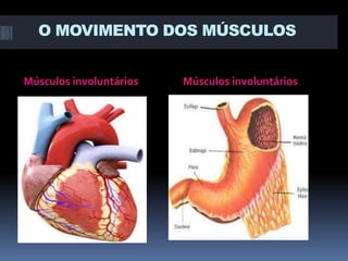 O MOVIMENTO DOS MÚSCULOS
Músculos involuntários

Músculos involuntários

 