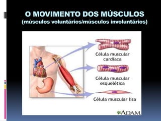O MOVIMENTO DOS MÚSCULOS

(músculos voluntários/músculos involuntários)

 
