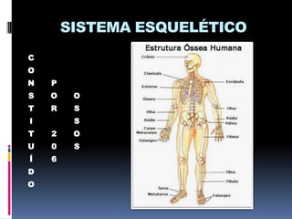 SISTEMA ESQUELÉTICO
C
O
N

P

S

O

O

T

R

S

I

S

T

2

O

U

0

S

Í

6

D
O

 