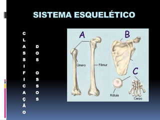 SISTEMA ESQUELÉTICO
C
L
A

D

S

O

S

S

I
F

O

I

S

C

S

A

O

Ç

S

Ã
O

 
