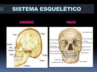 SISTEMA ESQUELÉTICO
CRÂNIO

FACE

 