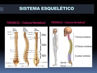 SISTEMA ESQUELÉTICO
TRONCO – Coluna Vertebral

TRONCO – Coluna Vertebral

 