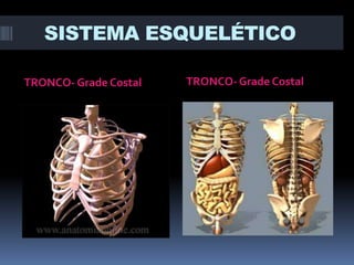 SISTEMA ESQUELÉTICO
TRONCO- Grade Costal

TRONCO- Grade Costal

 
