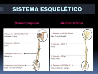 SISTEMA ESQUELÉTICO
Membro Superior

Membro Inferior

 