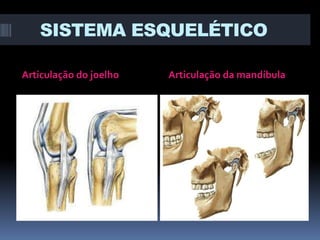 SISTEMA ESQUELÉTICO
Articulação do joelho

Articulação da mandíbula

 