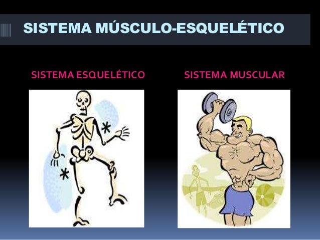 SISTEMA MÚSCULO-ESQUELÉTICO
SISTEMA ESQUELÉTICO

SISTEMA MUSCULAR

 