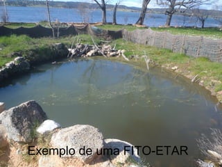 Seria possível existir uma ETAR
sem máquinas?
Existem ETAR’s não mecanizadas,
chamadas de FITO-ETAR, formam-se em
lagos com milhões de batérias e plantas
que tratam as águas residuais de uma
forma natural. Estas ETAR’s não emitem
cheiros desagradáveis, não necessitam
de custo de tratamento, nem de
manutenção, mas a sua maior
desvantagem é que são necessárias
condições muito raras para estes se
formarem.Exemplo de uma FITO-ETAR
 