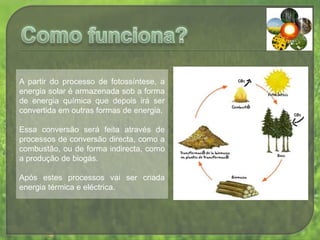 Como funciona?A partir do processo de fotossíntese, a energia solar é armazenada sob a forma de energia química que depois irá ser convertida em outras formas de energia. Essa conversão será feita através de processos de conversão directa, como a combustão, ou de forma indirecta, como a produção de biogás. Após estes processos vai ser criada energia térmica e eléctrica.