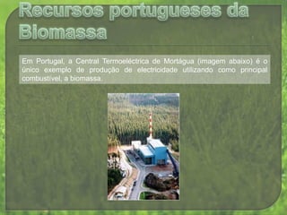 É necessário criar culturas agrícolas para aumentar consideravelmente o uso da biomassa.