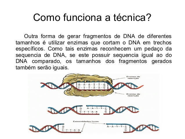 Como e feito o exame de dna