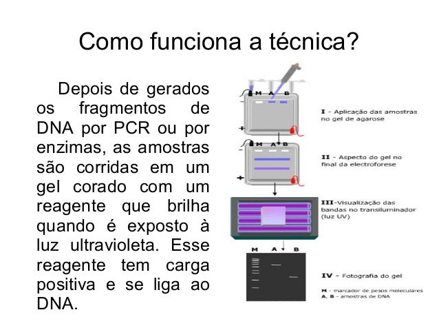 Como e feito o exame de dna