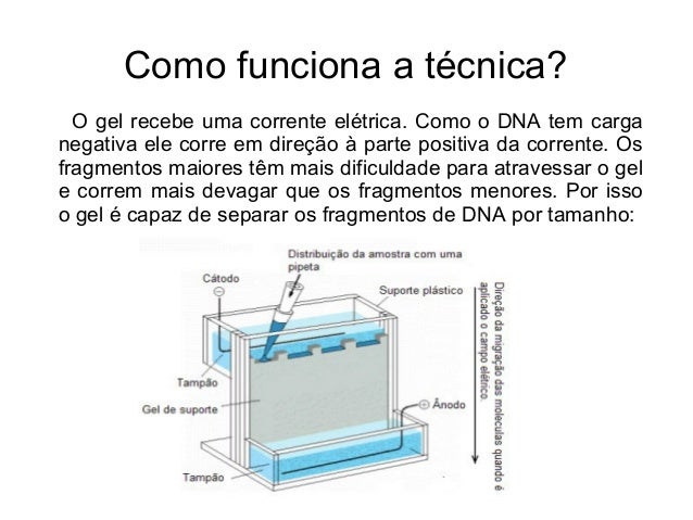 Como e feito o exame de dna