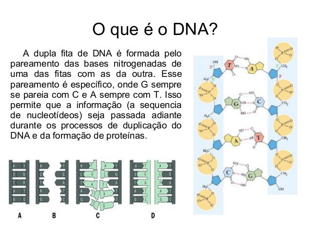 Como e feito o exame de dna